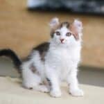 American Curl Kätzchen (depositphotos.com)