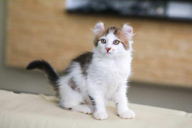 American Curl Kätzchen (depositphotos.com)
