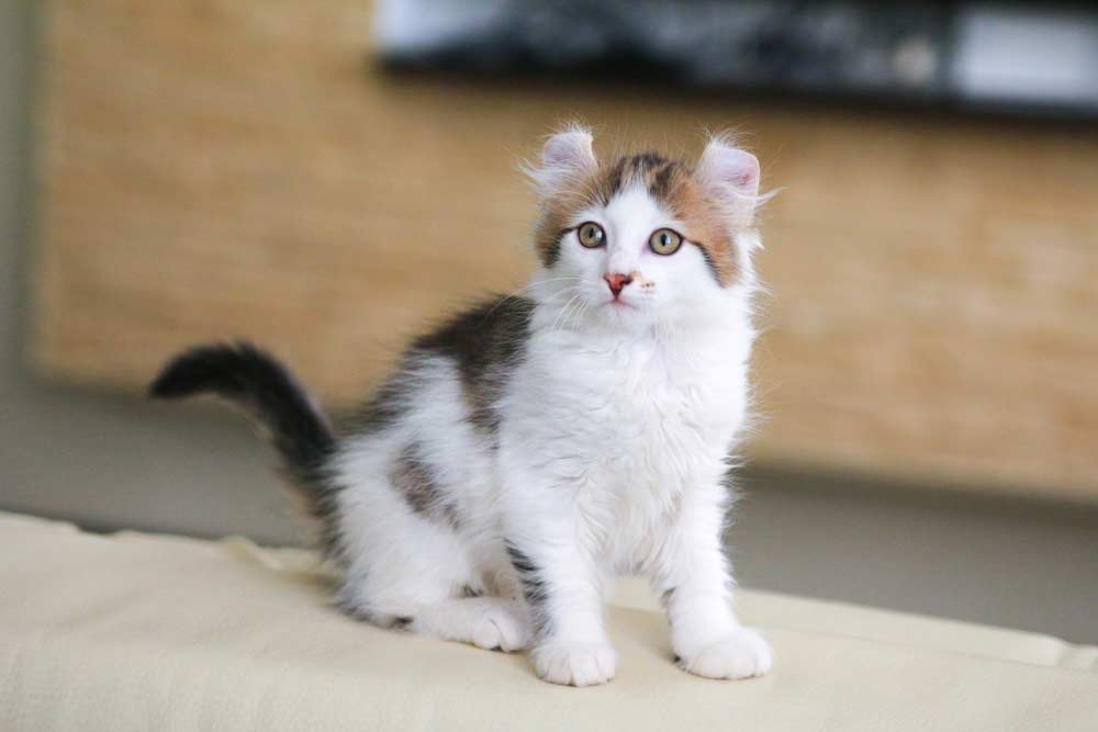 American Curl Kätzchen (depositphotos.com)