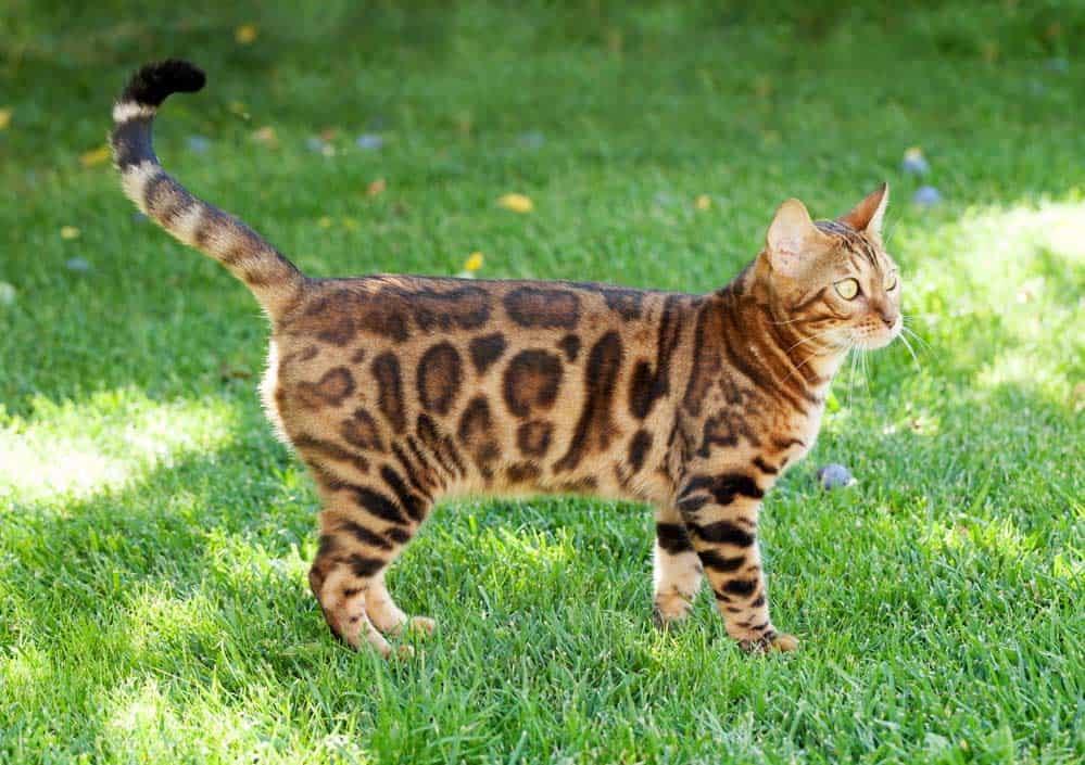 Bengalkatze (depositphotos.com)