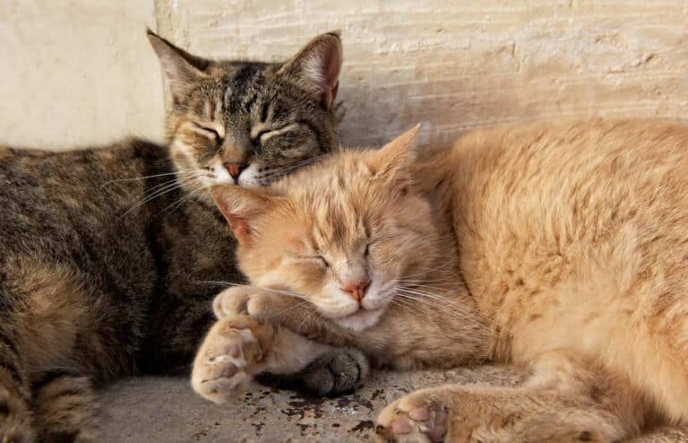 Braune Katzen (depositphotos.com)