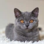 Britisch-Kurzhaar-Katze (depositphotos.com)