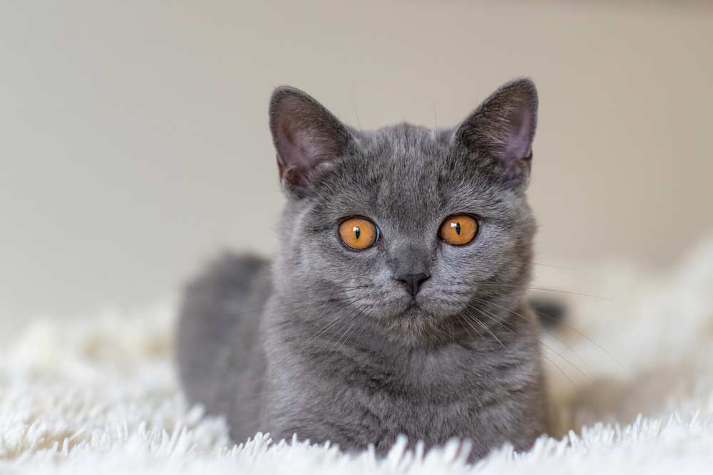 Britisch-Kurzhaar-Katze (depositphotos.com)