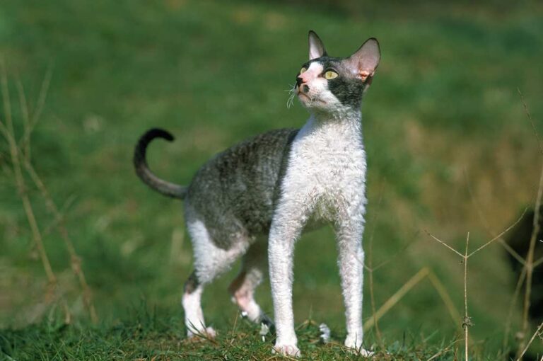 Cornish Rex mit langen Beinen (depositphotos.com)