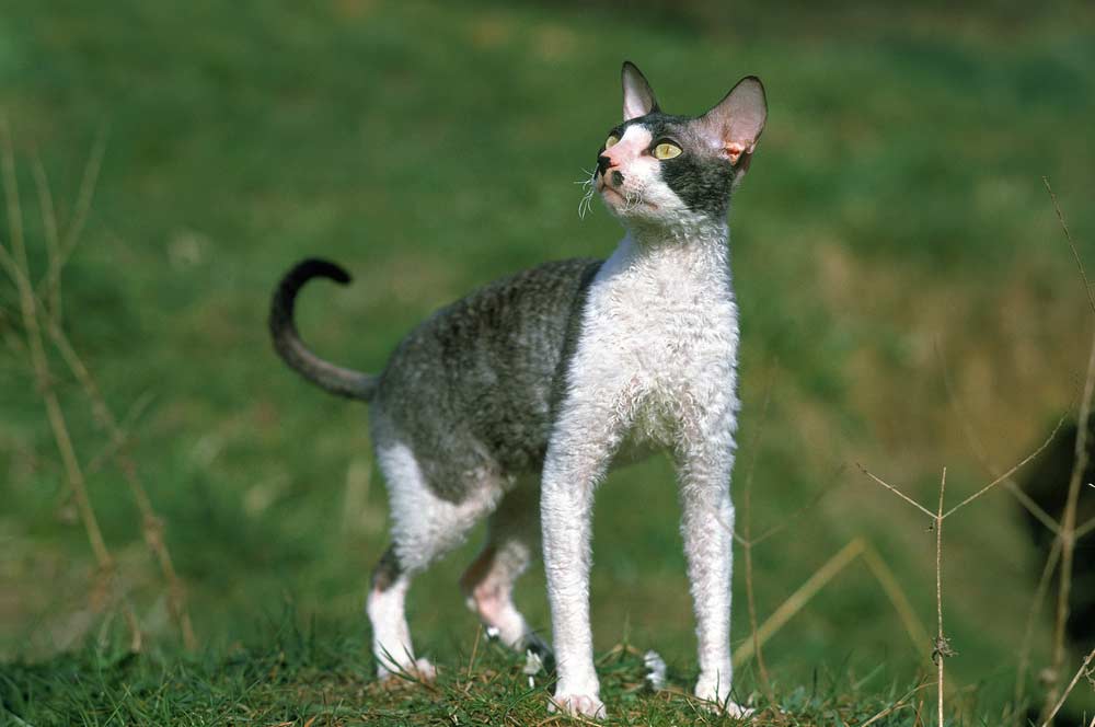 Cornish Rex mit langen Beinen (depositphotos.com)