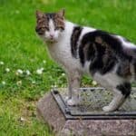 Europäisch Kurzhaar Katze (depositphotos.com)
