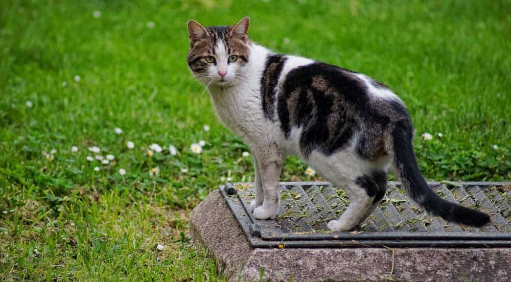 Europäisch Kurzhaar Katze (depositphotos.com)
