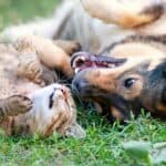 Hund und Katze (depositphotos.com)