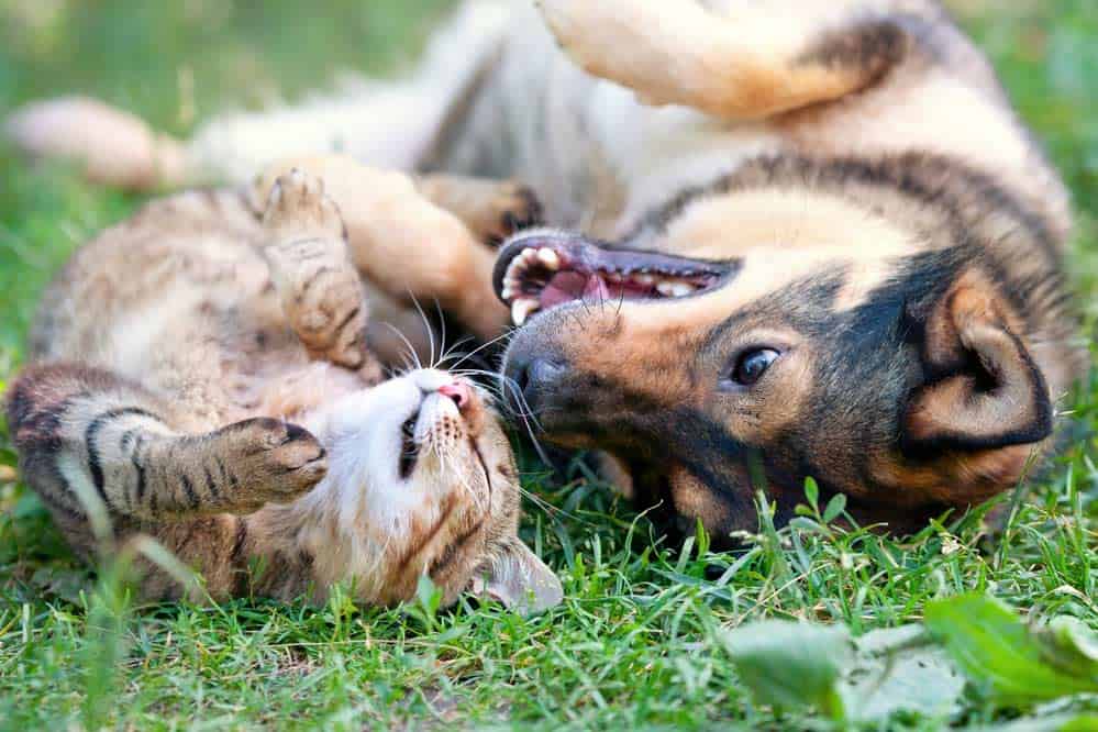 Hund und Katze (depositphotos.com)