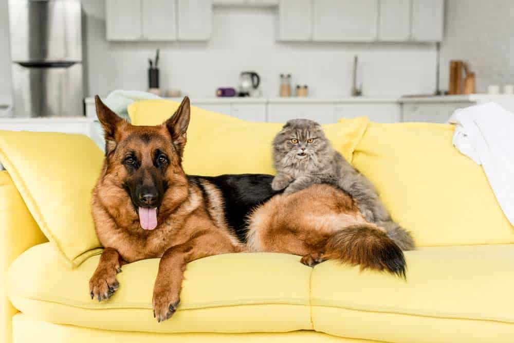 Hund und Katze (depositphotos.com)