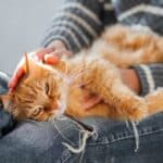 Ingwerkatze kuschelt (depositphotos.com)