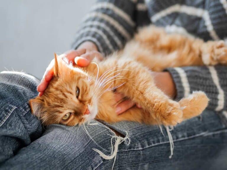 Ingwerkatze kuschelt (depositphotos.com)