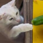 Katze erkundet eine Gurke (depositphotos.com)
