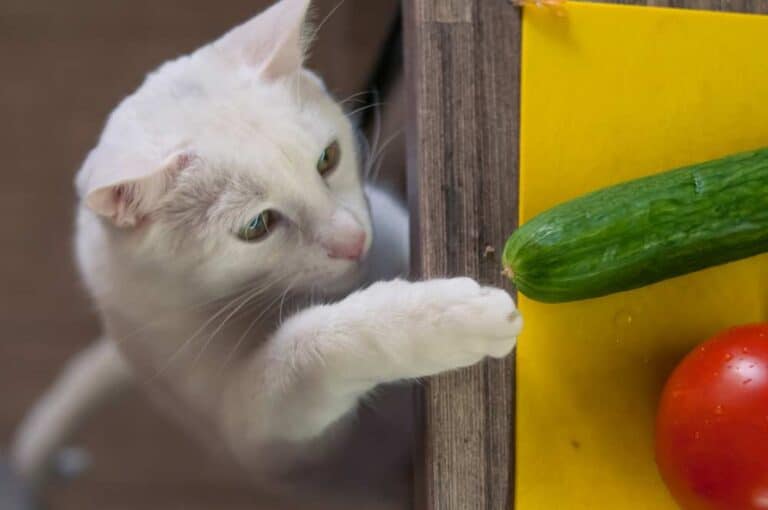 Katze erkundet eine Gurke (depositphotos.com)