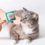 Katzen Haare mit der Bürste reduzieren? (depositphotos.com)