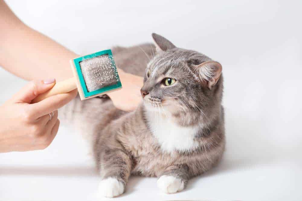 Katzen Haare mit der Bürste reduzieren? (depositphotos.com)