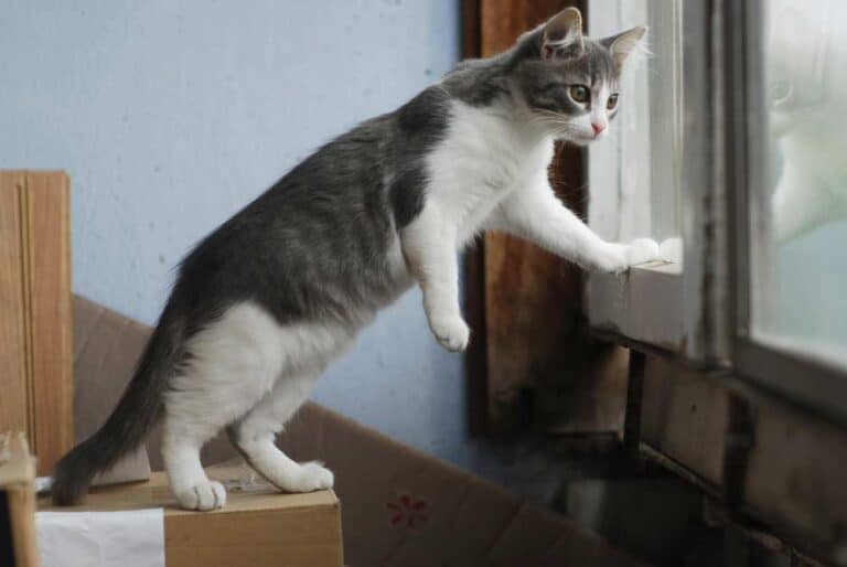 Intelligente Katze nutzt Umzugskartons (depositphotos.com)