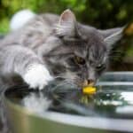 Katze am Brunnen (depositphotos.com)