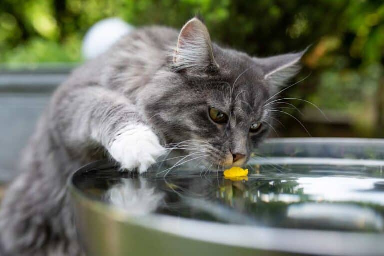 Katze am Brunnen (depositphotos.com)
