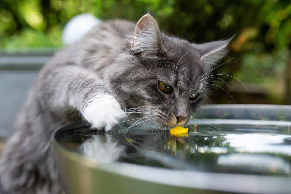 Katze am Brunnen (depositphotos.com)