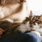 Katze auf dem Schoß (depositphotos.com)