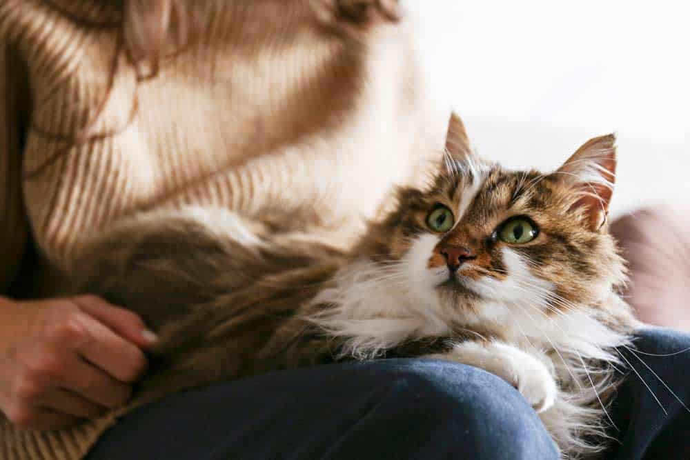 Katze auf dem Schoß (depositphotos.com)