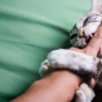 Katze beisst (depositphotos.com)