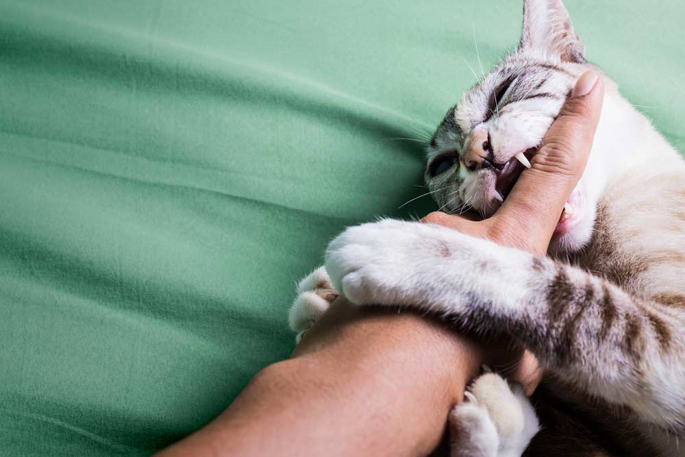 Katze beisst (depositphotos.com)