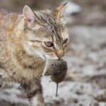 Katze bringt Maus (depositphotos.com)
