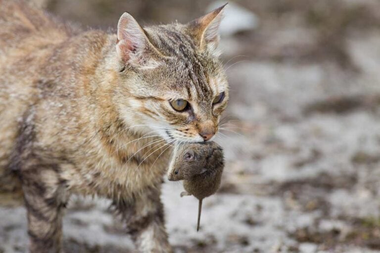 Katze bringt Maus (depositphotos.com)
