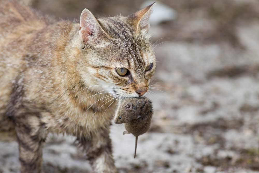 Katze bringt Maus (depositphotos.com)