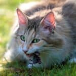 Katze frisst Maus (depositphotos.com)