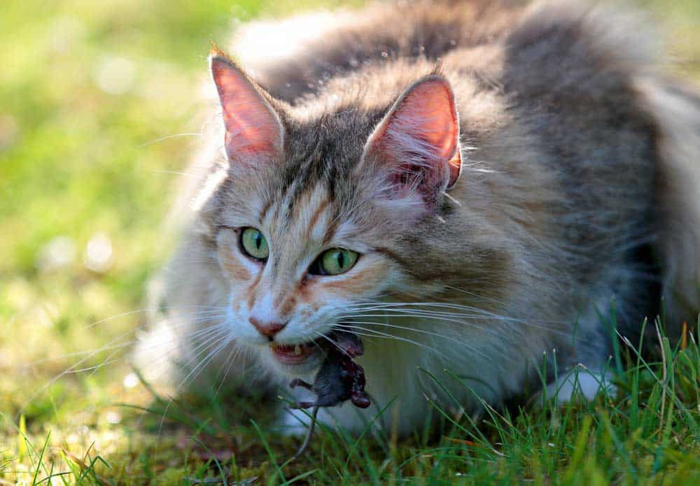 Katze frisst Maus (depositphotos.com)