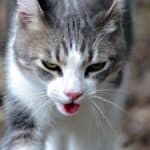 Katze hechelt (depositphotos.com)