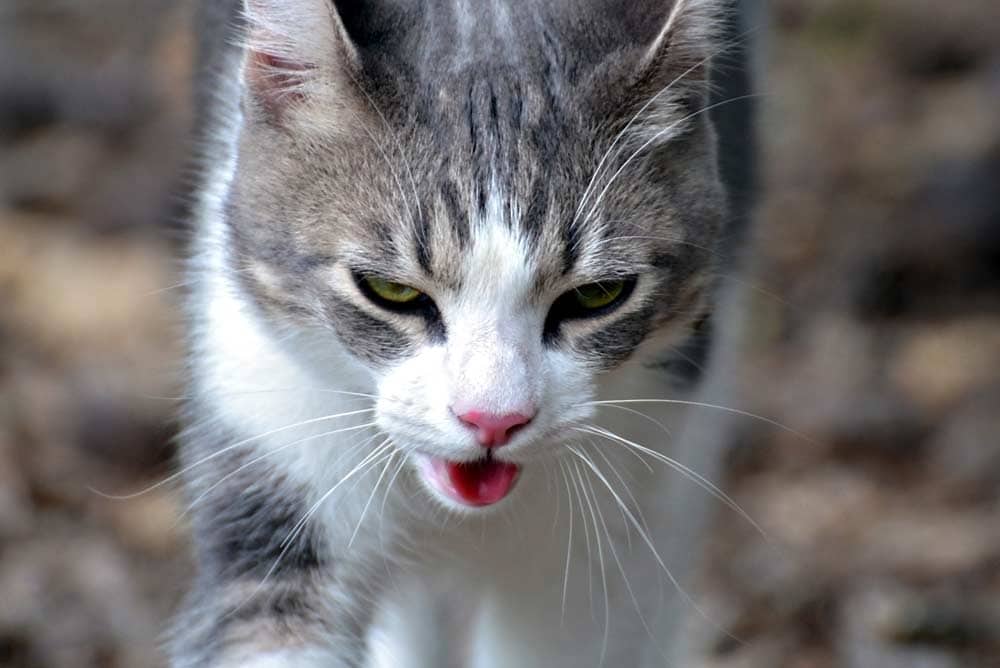 Katze hechelt (depositphotos.com)