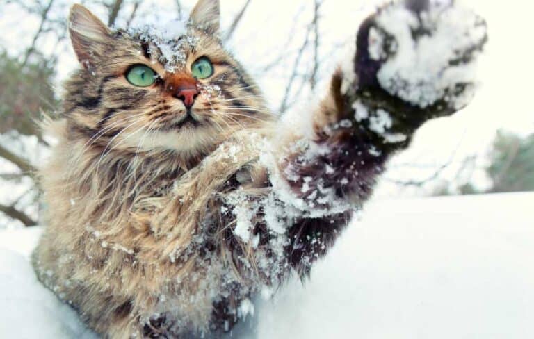 Katze im Schnee mit grünen Augen (depositphotos.com)