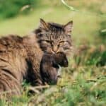 Katze hat eine Ratte gejagt (depositphotos.com)