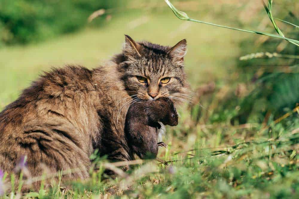 Katze hat eine Ratte gejagt (depositphotos.com)