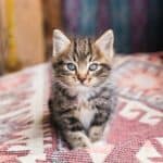 Katze tretelt / knetet (depositphotos.com)