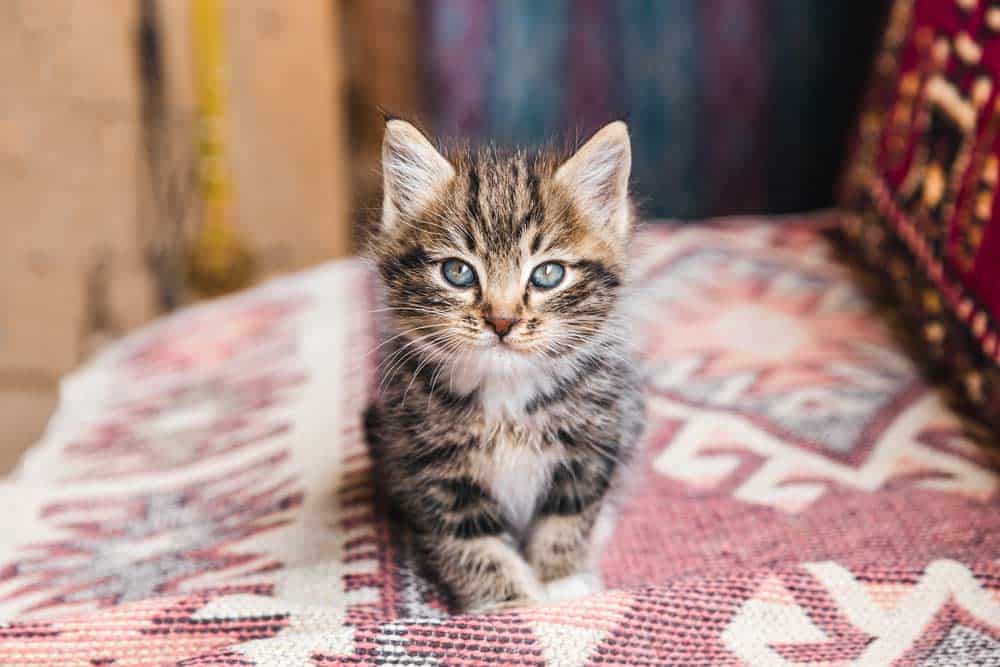Katze tretelt / knetet (depositphotos.com)