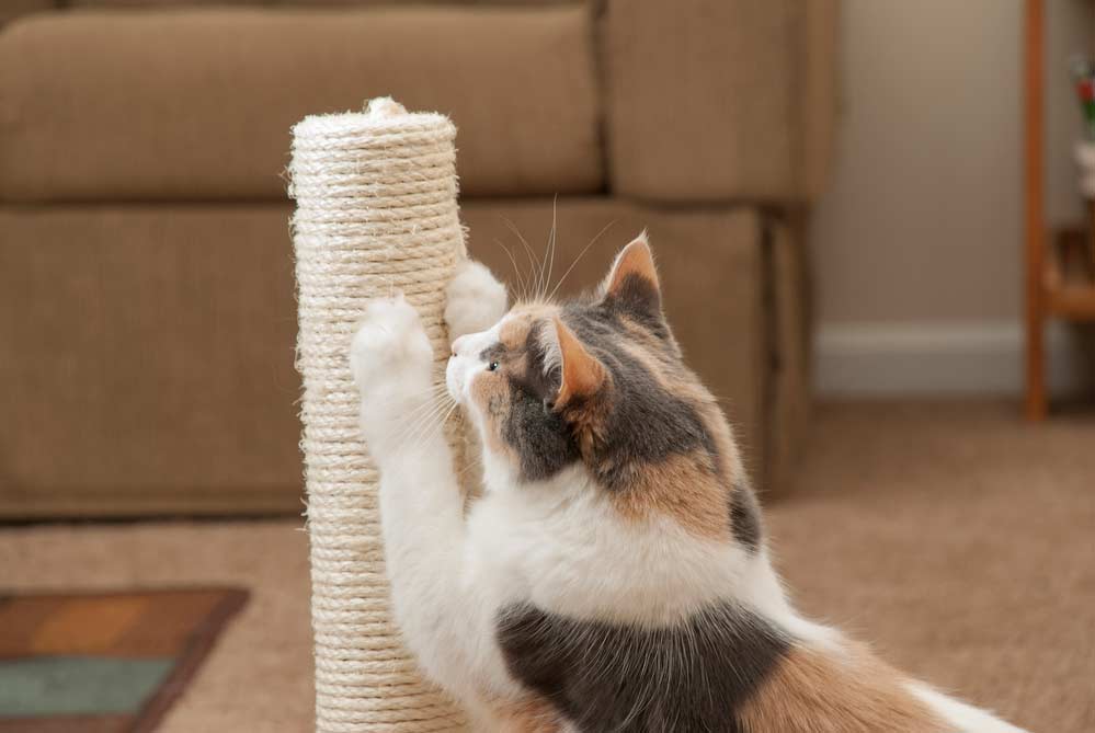 Katze kratzt am Kratzbaum (depositphotos.com)