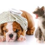 Katze mag kein Hund (depositphotos.com)