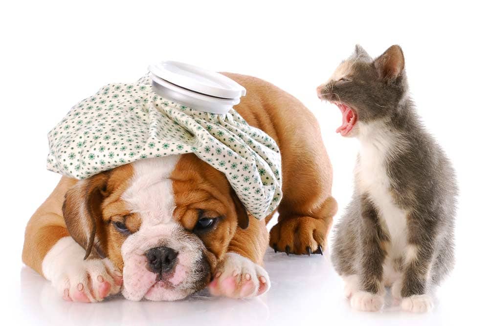 Katze mag kein Hund (depositphotos.com)