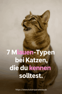 7 Geheimnisse hinter dem Katzenmiauen