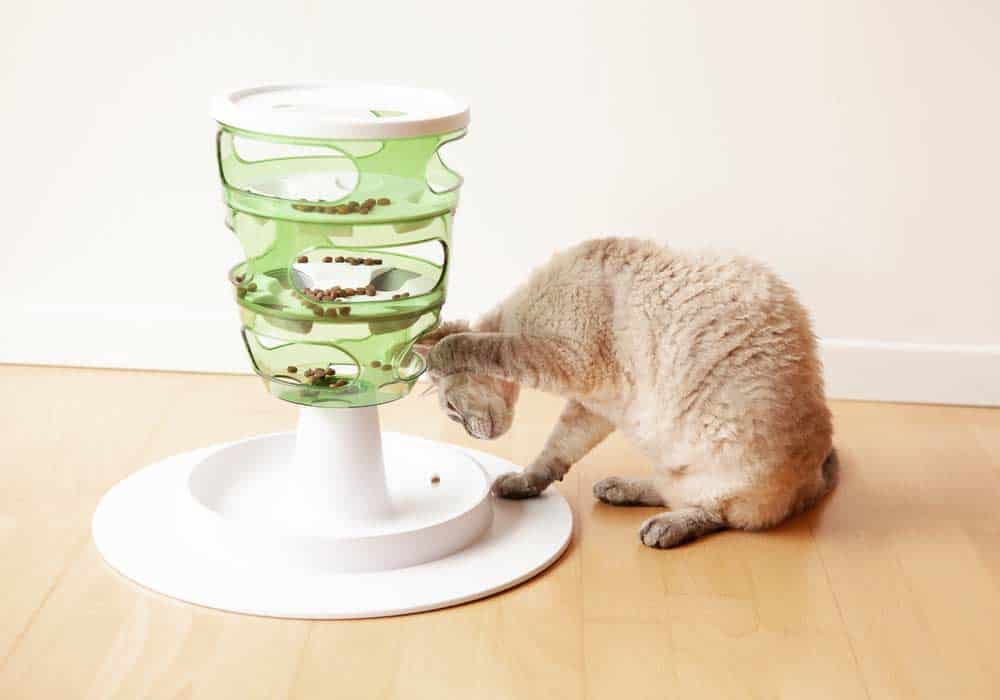 Schlaue Katze mit Futterspielzeug (depositphotos.com)