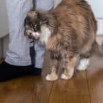 Katze reibt die Beine ihres Menschen (depositphotos.com)