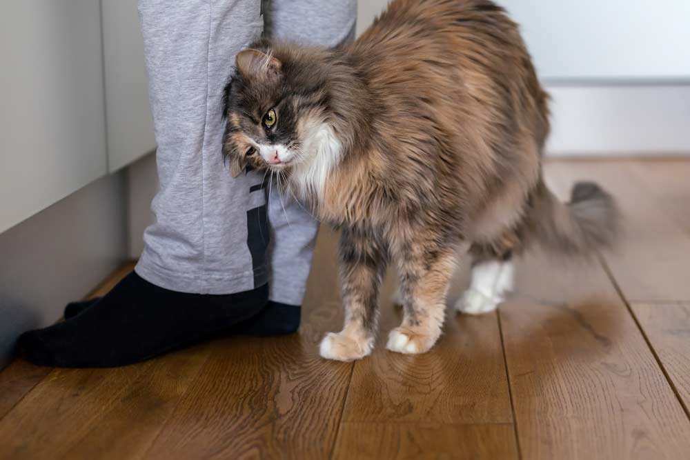 Katze reibt die Beine ihres Menschen (depositphotos.com)