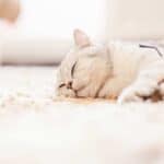 Katze schläft tief (depositphotos.com)