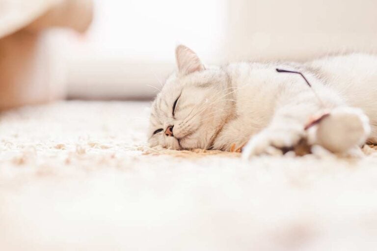 Katze schläft tief (depositphotos.com)