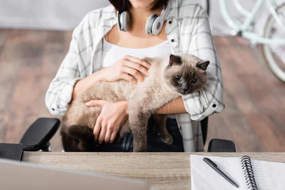 Katze schmust im Homeoffice (depositphotos.com)